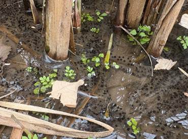 動物, 木材, 木製, 座る が含まれている画像 AI 生成コンテンツは誤りを含む可能性があります。